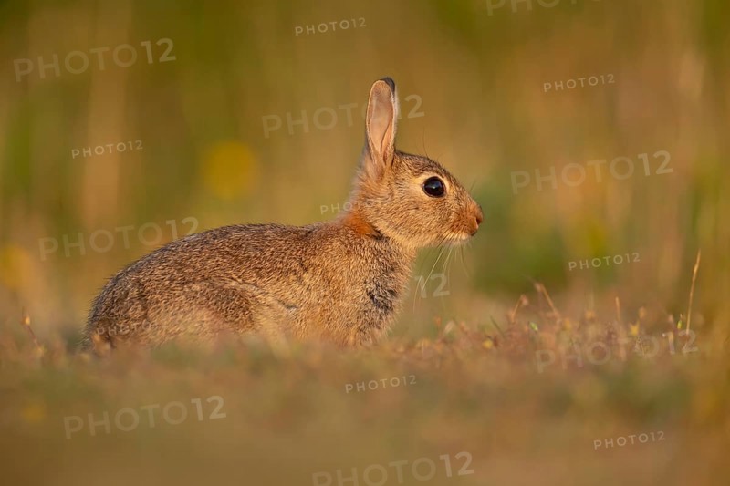 Rabbit (Oryctolagus cuniculus) wild adult animal resting in grassland, England, United Kingdom, Europe