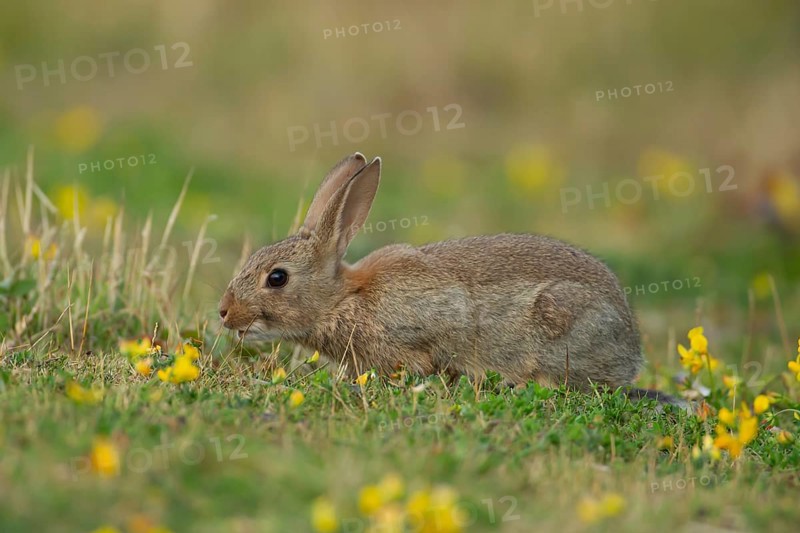 Rabbit (Oryctolagus cuniculus) wild adult animal in grassland with yellow summer flowers, England, United Kingdom, Europe