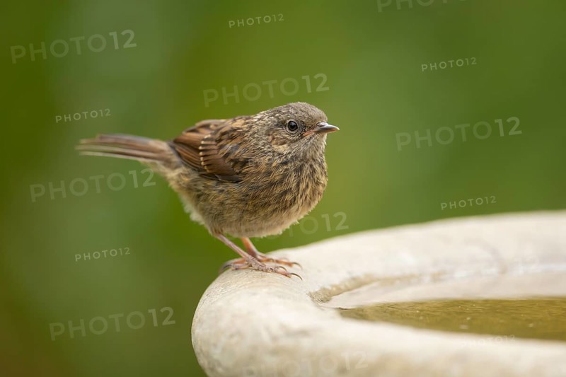 Dunnock or Hedge sparrow (Prunella modularis) adult bird at a garden water bird bath, England, United Kingdom, Europe