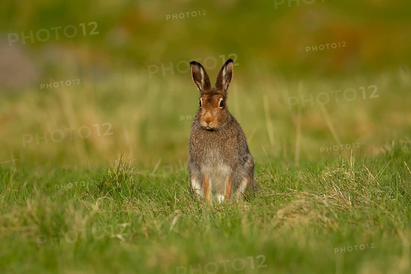 Mountain hare (Lepus timidus) adult animal in its summer coat on a hillside meadow, Cairngorm mountains, Scotland, United Kingdom, Europe