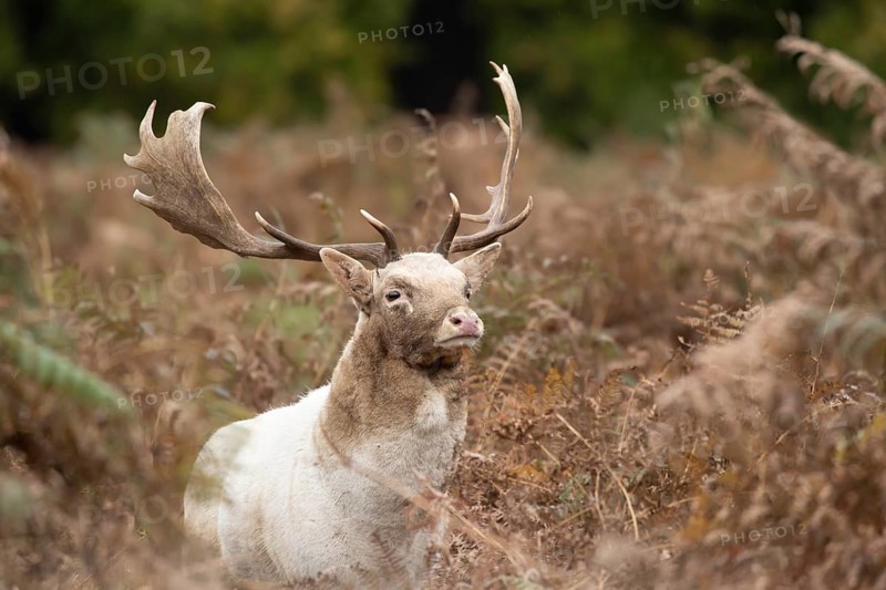 Fallow deer (Dama dama) adult male buck amongst bracken, England, United Kingdom, Europe