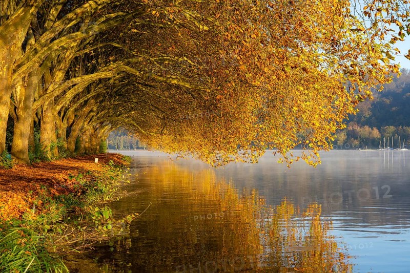 Autumn colours on the Platanen Allee, Hardenberg Ufer, lakeside path on Lake Baldeney, near Haus Scheppen, in Essen, North Rhine-Westphalia, Germany, Europe