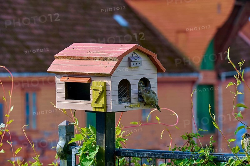 Cute bird house with house sparrow (Passer domesticus), Bergen, Vestland, Norway, Europe