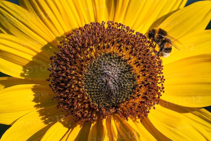 Close-up view of a sunflower (Helianthus annuus) with a bee in the centre of the flower, Copenhagen, Denmark, Europe