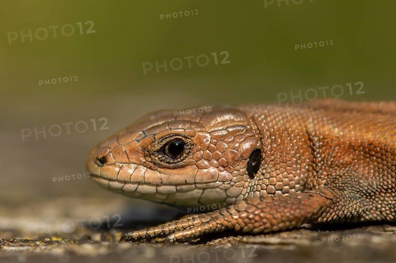 Common lizard (Zootoca vivipara) adult reptile basking on a wooden sleeper, England, United Kingdom, Europe