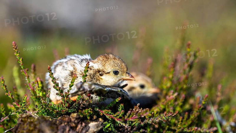Chick of Red-legged Partridge, Alectoris rufa, North York Moors National Park, Yorkshire, England, United Kingdom, Europe