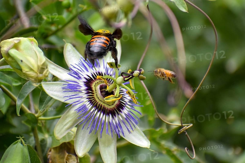 Passion-flower (Passiflora) with a Bumblebee and a Bee, seen in Buenos Aires, Argentina, South America