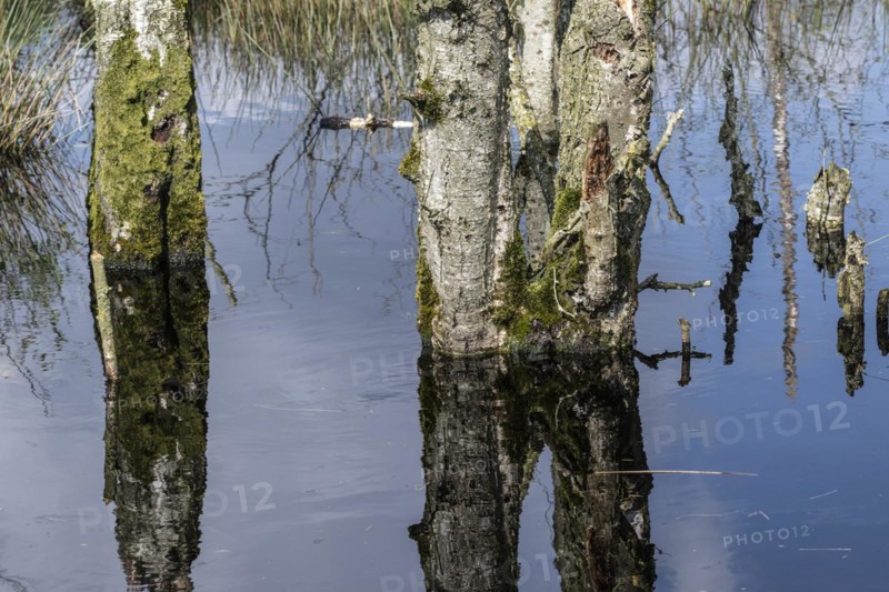 Moorland, rewetting, dead birch trees (Betula pendula), Emsland, Lower Saxony, Germany, Europe