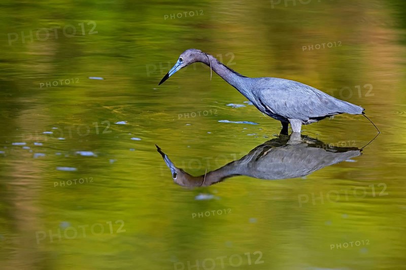 Great Blue Heron (Egretta caerulea), adult, in water, alert, foraging, Merritt Island, Black Point Wildlife Drive, Florida, USA, North America