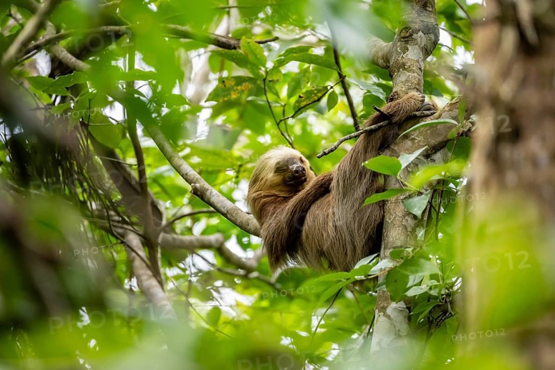 Hoffmann's two-fingered sloth (Choloepus hoffmanni) sleeping on a branch, Cahuita National Park, Costa Rica, Central America
