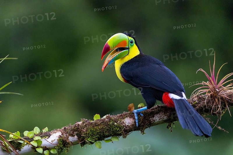 Fishing Toucan (Ramphastos sulfurantus), Toucans (Ramphastidae), Laguna del Lagarto Lodge, Alajuela, Costa Rica, Central America