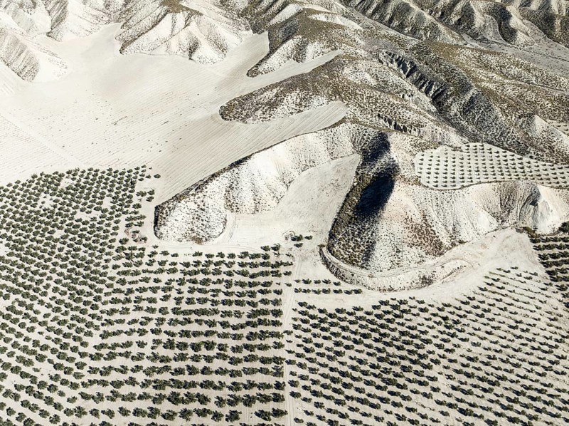 Badlands and cultivated olive trees (Olea europaea) . Aerial view. Drone shot. Granada province, Andalusia, Spain, Europe