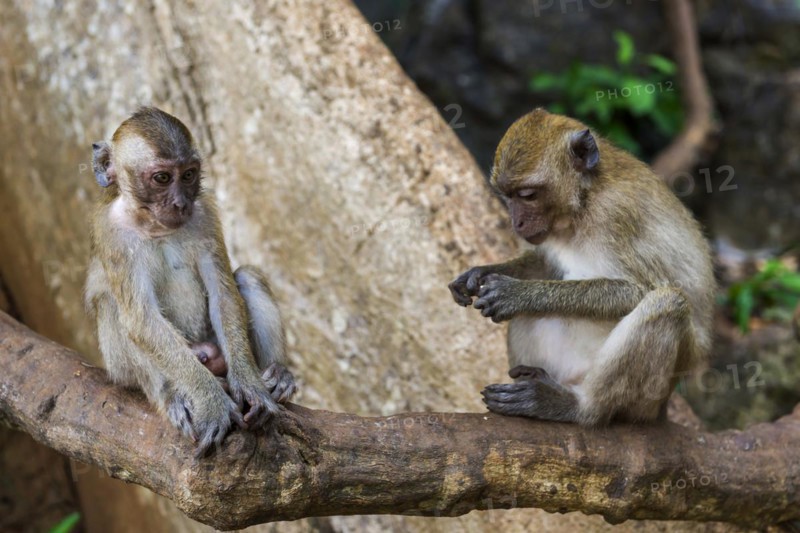 Monkey in Wat Sok Tham temple, macaque, mammal, gazing, gazing, wild, free-living, tropical, tropics, couple, family, asian, animal, wildlife, rhesus, Kao Sok National Park, Thailand, Asia