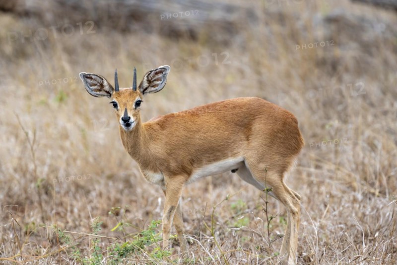 Steenbok (Raphicerus campestris), standing in dry grey, adult male, Kruger National Park, South Africa, Africa