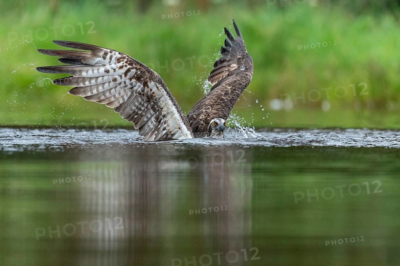 Western osprey (Pandion haliaetus) hunting, Aviemore, Scotland, Great Britain