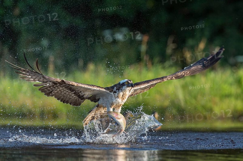 Western osprey (Pandion haliaetus) hunting with a trout, Aviemore, Scotland, Great Britain