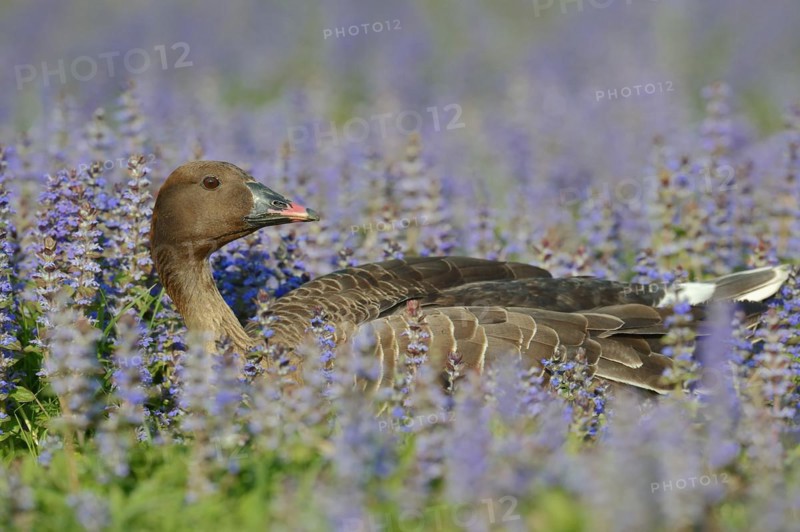 Pink-footed goose (Anser brachyrhynchus), captive, occurring in Greenland, Iceland and Svalbard
