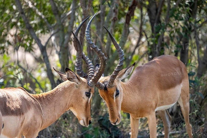 Impala (Aepyceros melampus), black heeler antelope, two males fighting, Kruger National Park, South Africa, Africa