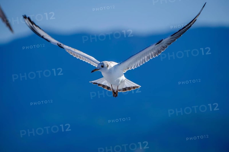 Limenas, Thassos, Greece - Seagulls accompany the Thassos Sea Lines ferry to Limenas. The capital of the island of Thassos is a popular excursion destination for holidaymakers. Thassos belongs to Eastern Macedonia and Thrace, also known as Eastern Macedonia and Thrace