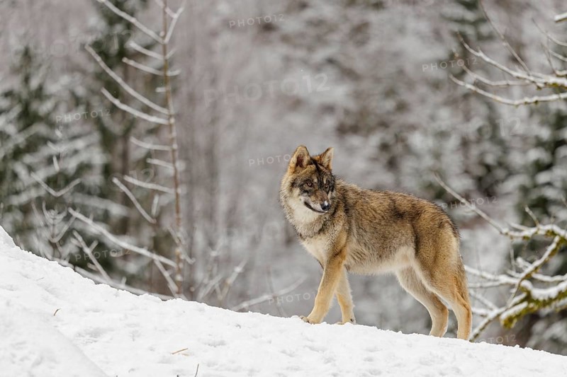 A young grey wolf (Canis lupus lupus) runs across the sloping, snow-covered meadow at the edge of a forest on a cold, cloudy day