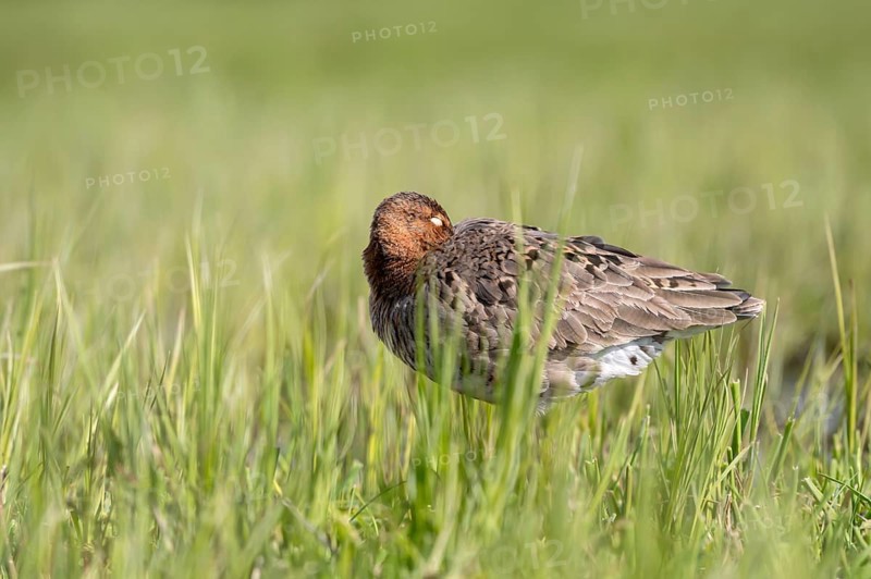 Black-tailed godwit (Limosa limosa), resting, sleeping, Ochsenmoor, Dümmer, Lemförde, Lower Saxony, Germany, Europe