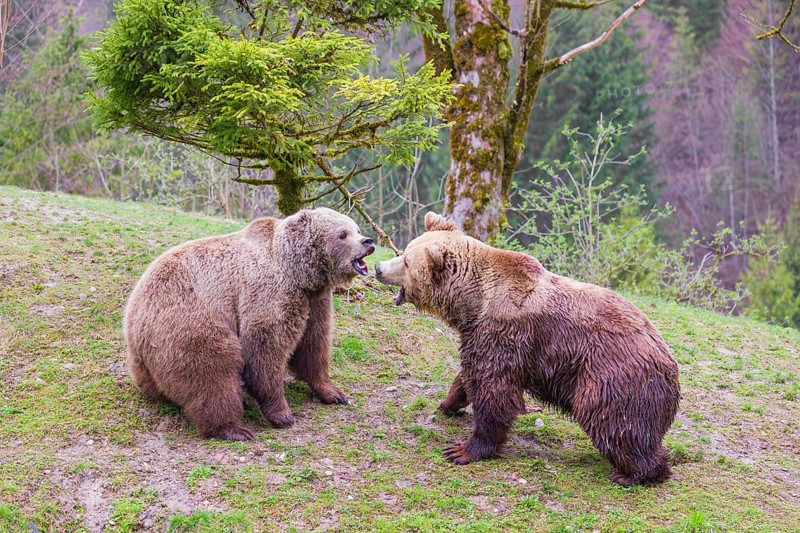 A female and a male eurasian brown bear (Ursus arctos arctos) meet each other the first time on a small ridge