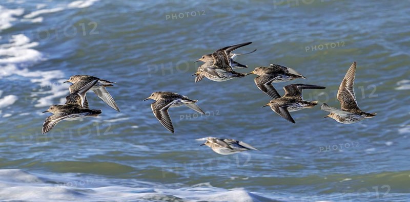 Flock of purple sandpipers (Calidris maritima) in non-breeding plumage flying over sea water along the North Sea coast in winter