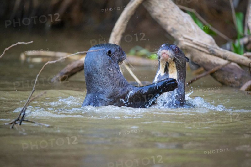 Giant otter (Pteronura brasiliensis) Pantanal Brazil