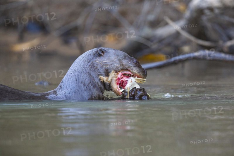 Giant otter (Pteronura brasiliensis) Pantanal Brazil