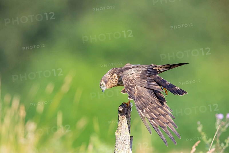 Montagu's harrier (Circus pygargus) wbl Germany