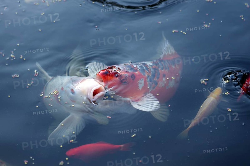 Koi (Cyprinus carpio), goldfish (Carassius auratus), fish, food, water, garden pond, hobby, Two large koi and goldfish are being fed. They eat the food from the water surface