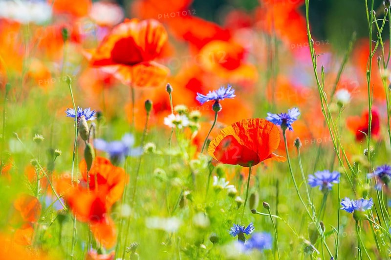 Corn poppy (Papaver rhoeas) and cornflower (Centaurea cyanus) in bloom in a meadow, Saxon Switzerland, Saxony, Germany, Europe