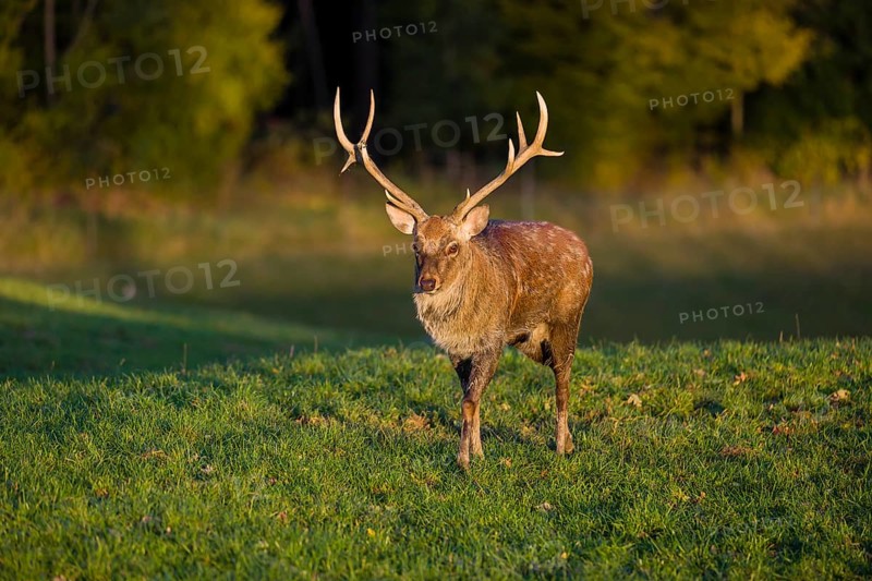 One Dybowski stag (Cervus nippon hortulorum) stands on a green meadow at sunrise