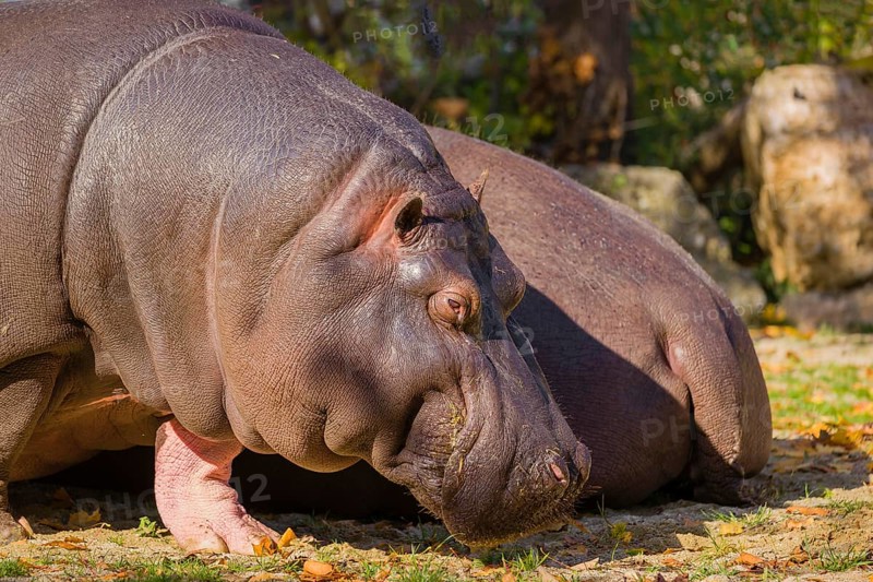 Two hippopotamus or hippo (Hippopotamus amphibius), grazing on a river bank