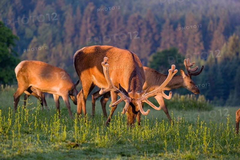 An Altai maral stag, Altai wapiti or Altai elk (Cervus canadensis sibiricus) and some hinds stand grazing in a meadow in the very first light of the day