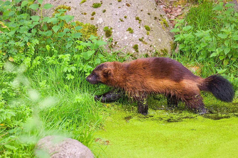 A wolverine, (Gulo gulo), stands in the water of a small pond, covered with duckweed