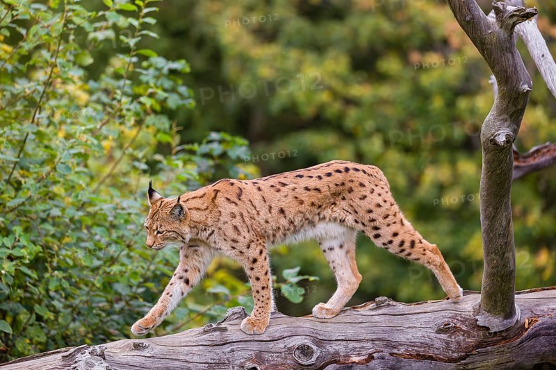 A Eurasian lynx (Lynx lynx) runs down a dead tree lying at an angle