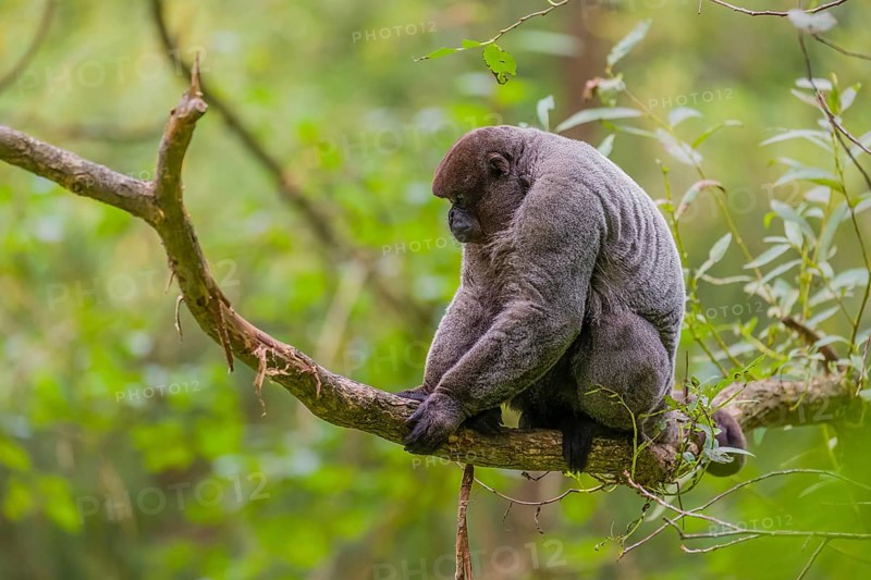 A common woolly monkey, brown woolly monkey, or Humboldt's woolly monkey (3) (Lagothrix lagothricha) sits in a tree