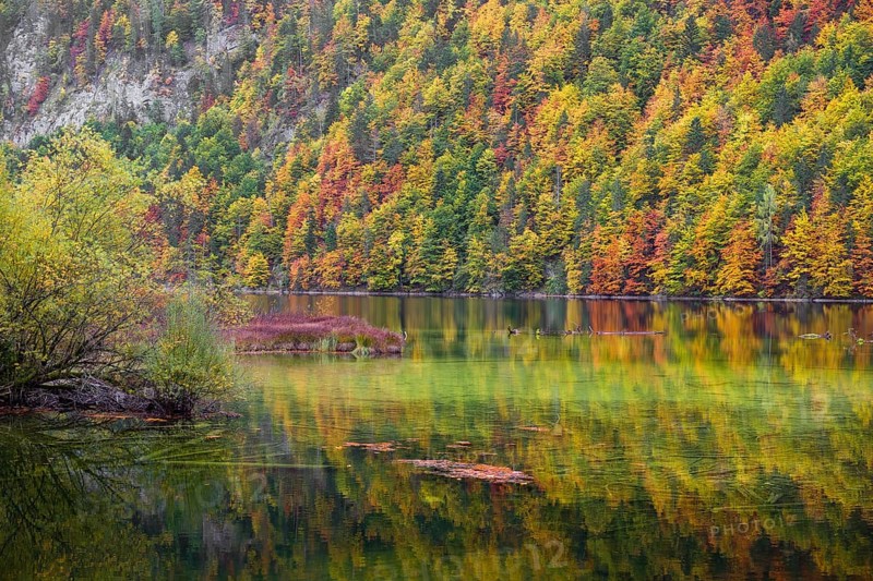 Lake Toplitz, forest in full autumn colors, Austria, Europe