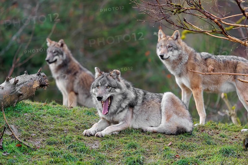 Three grey wolves (Canis lupus lupus), an adult female and a male as well as a cub, are standing/resting on a green meadow in hilly terrain and observing the surroundings
