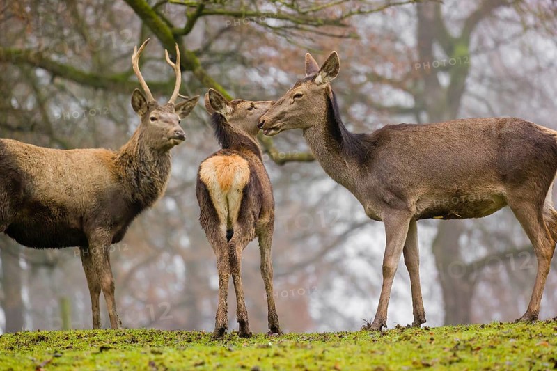 A Red Deer hind with her calf (Cervus elaphus) and a young stag stand on a green meadow at a forest edge on a foggy day