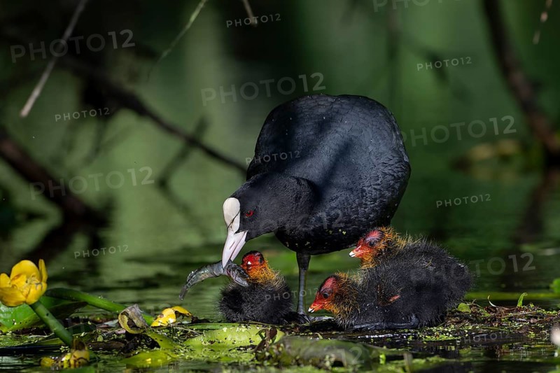 Great Crested Grebe (Podiceps cristatus), Nettetal, Germany, Europe