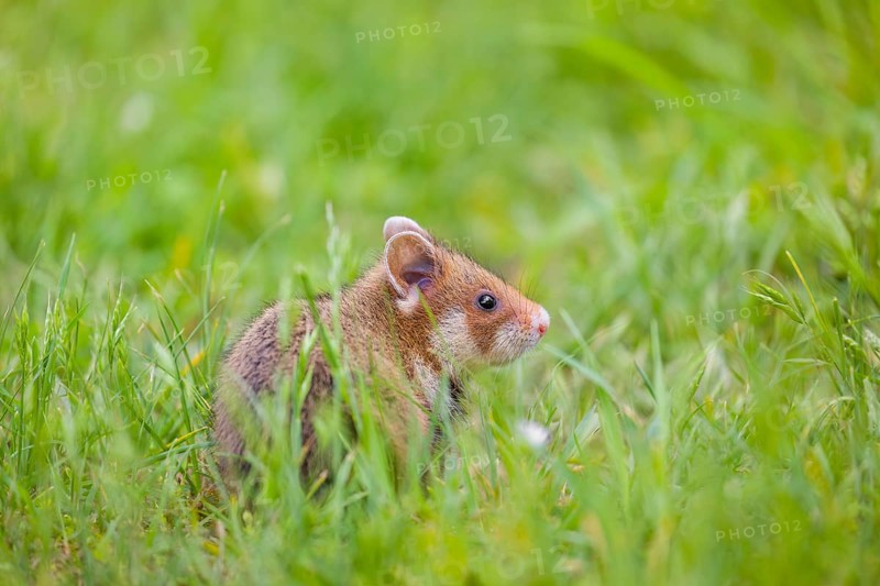 A European hamster (Cricetus cricetus), Eurasian hamster, black-bellied hamster or common hamster, forages for food on fresh green grass