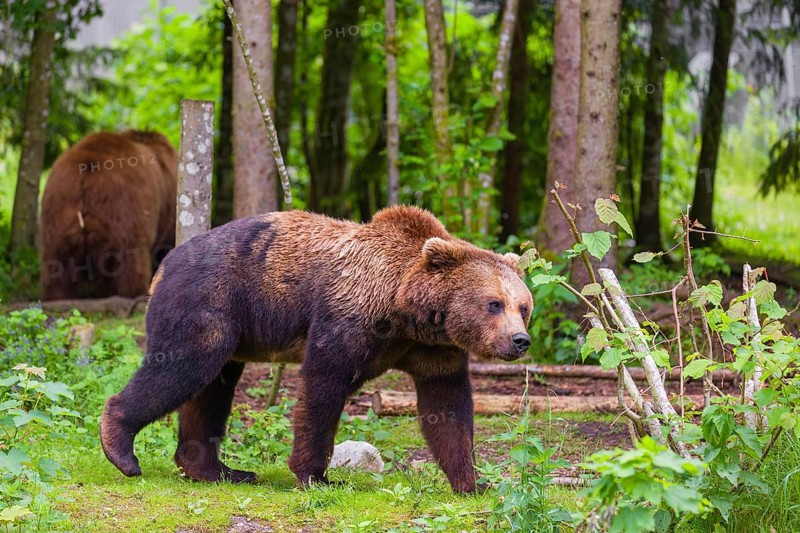 An adult female and a young male Eurasian brown bear (Ursus arctos arctos) stand in a forest