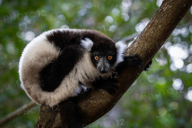 Black and white ruffed lemur (Variecea variegata) in the ren forests of the Maromizaha Reserve in eastern Madagascar