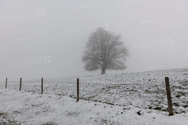 A single tree stands in a snowy and foggy landscape, Rieden am Forggensee, Ostallgäu, Allgäu, Swabia, Bavaria, Germany, Europe