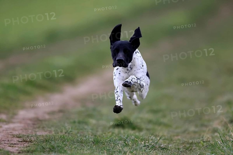 German Shorthair, (Canis lupus familiaris), adult, male, male, running, pointing dogs, Rhineland Palatinate, Germany, Europe