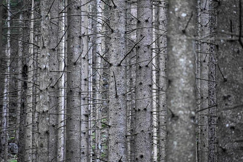 Spruce monoculture in Berchtesgaden National Park, abstract, symbol of unnatural forest, forestry, vulnerable to climate change, Bavaria, Germany, Europe