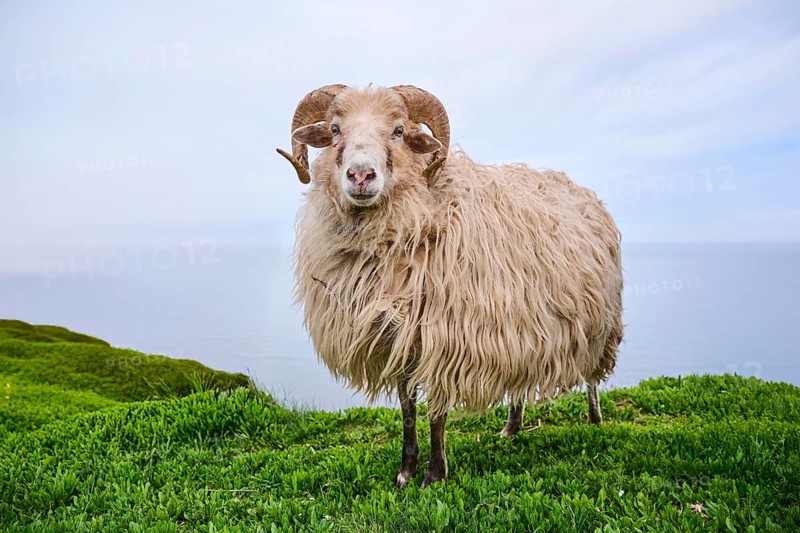 Domestic sheep (Ovis aries) 'Heidschnucke moorland sheep' on a meadow, Helgoland, Germany, Europe