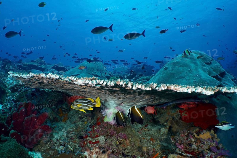 Various fish seek shelter under a large table coral (Acropora hyacinthus) in a blue underwater landscape, dive site SD, Nusa Ceningan, Nusa Penida, Bali, Indonesia, Asia